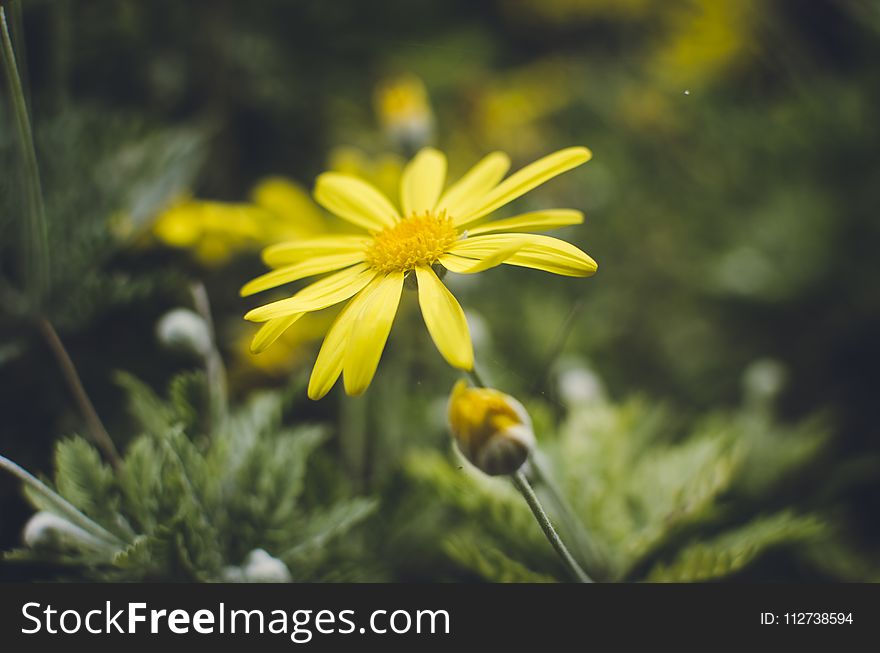 Yellow Daisy Flower in Closeup Photography