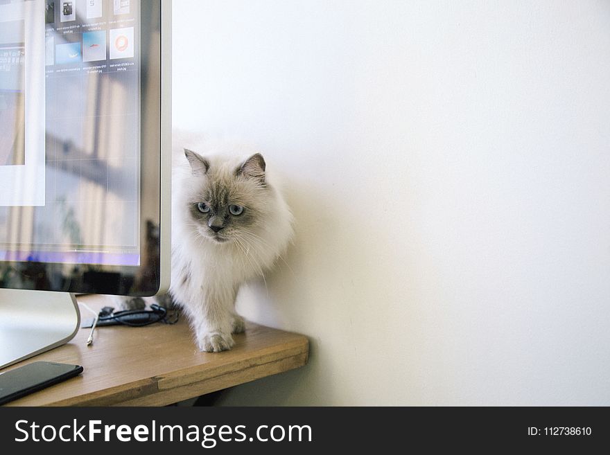White and Gray Fur Cat