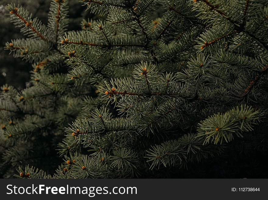 Shallow Focus Photography of Green Leaves