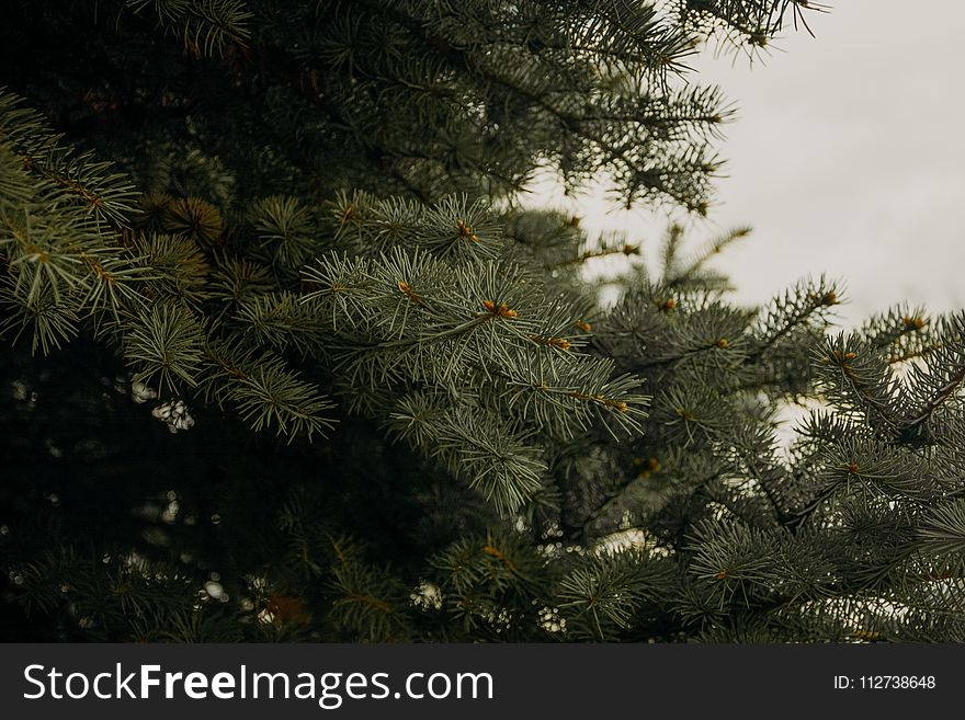 Green Pine Tree Leaves