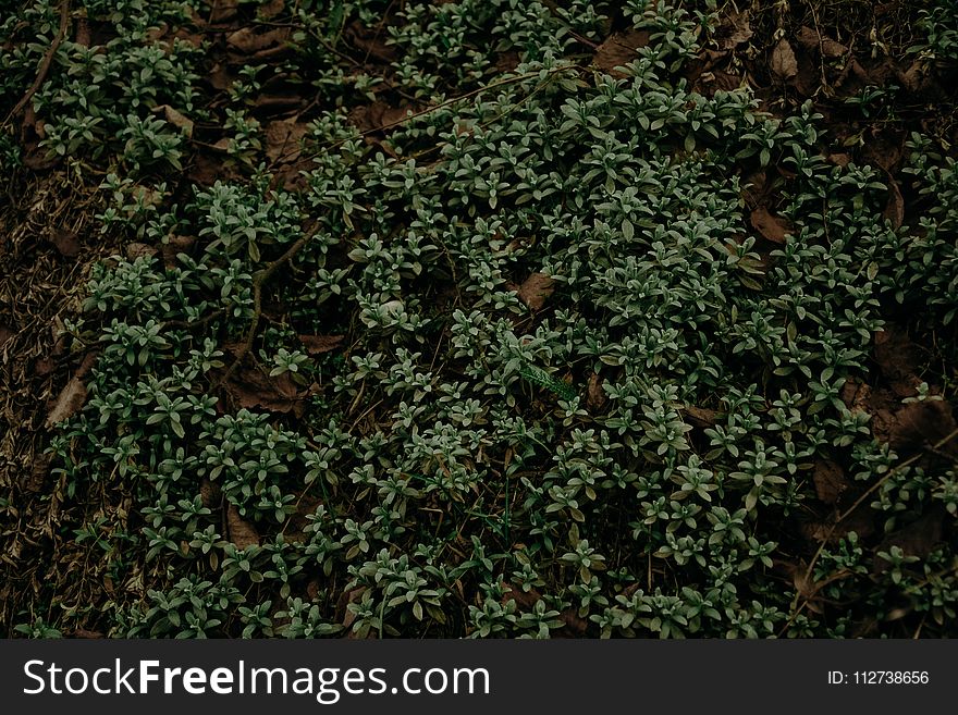 Selective Focus Photography of Green Plants