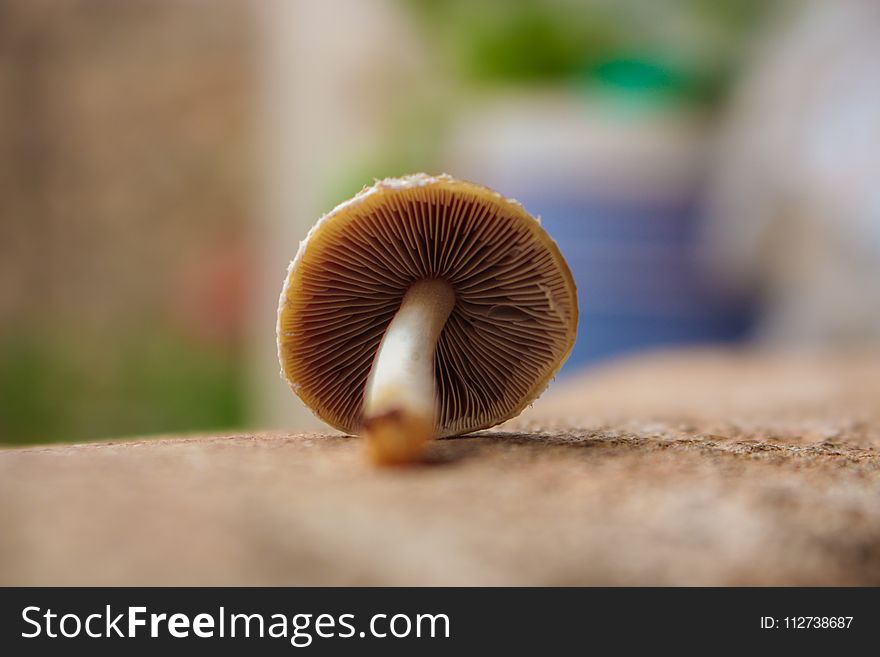 Shallow Focus Photography of Brown Mushroom