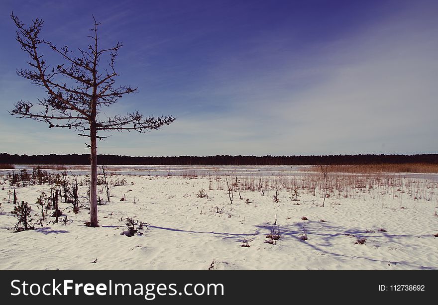 Tree on Desert