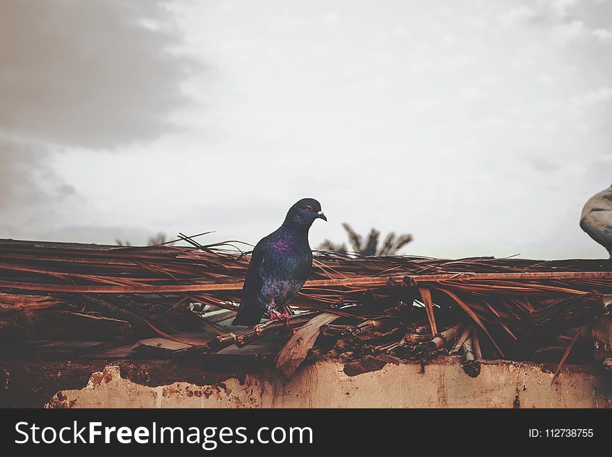 Purple and Gray Pigeon Perched on Brown Roof