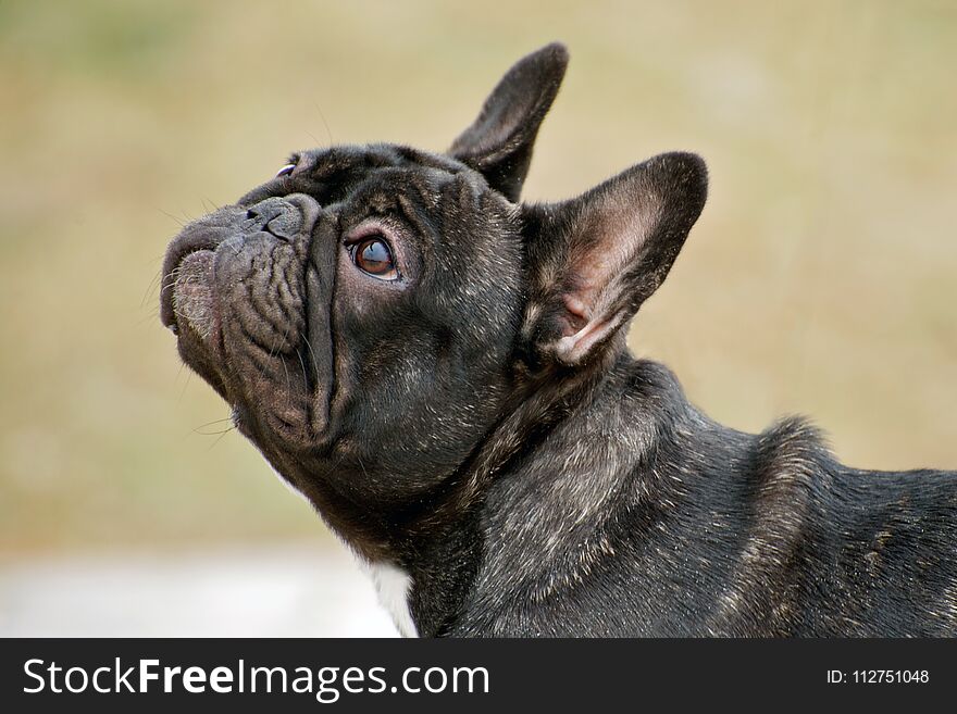 Portrait of a French Bulldog outdoor