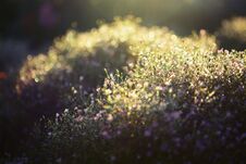 Misty Meadow On The Early Morning. Abstract Natural Backgrounds Royalty Free Stock Photos