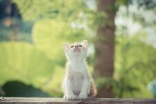 Short Hair Kitten Sitting In A Park Looking Up To The Top. Royalty Free Stock Images