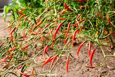 Very Hot Bitter Hot Chili Peppers Stock Photography Very Hot Bitter Hot Chili Peppers Stock Photography