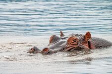 Close Hippo Or Hippopotamus Amphibius In Water Stock Photography