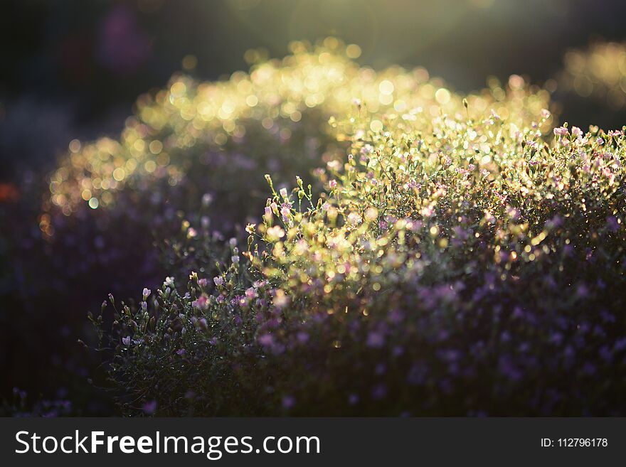 Misty meadow on the early morning. Abstract natural backgrounds