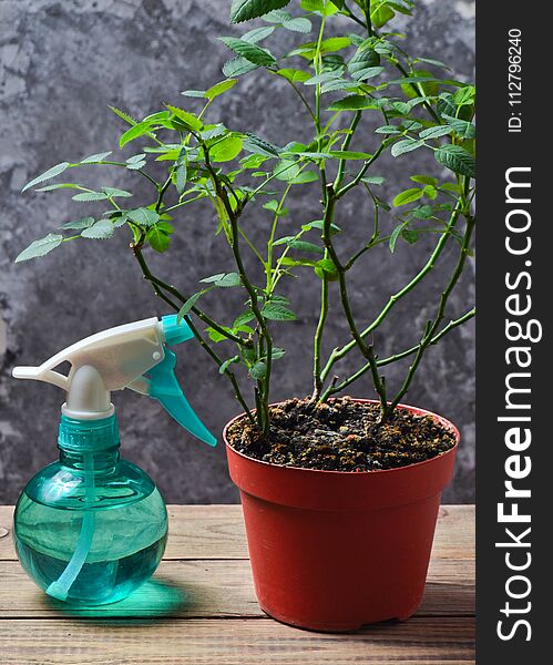 A Houseplant In A Pot And Sprayer On A Wooden Shelf Against A Gray Concrete Wall. Care Of Plants