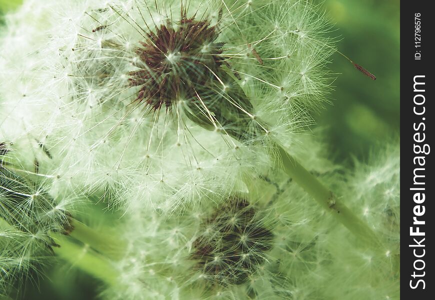 Fluffy dandelion