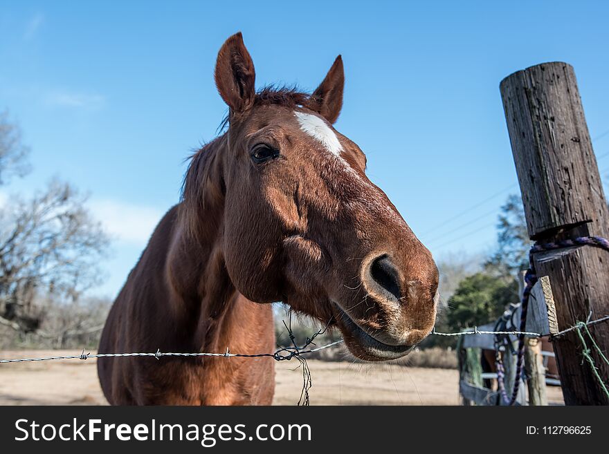 Lazy horse looking over fence