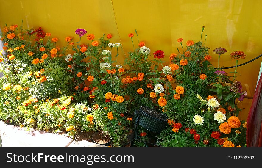 Marigold flower pots arranged in rows