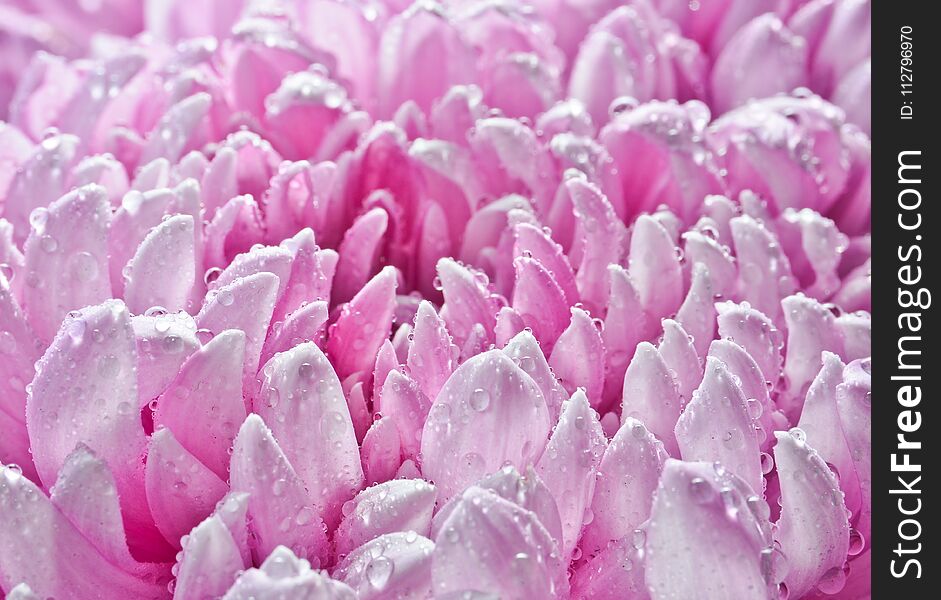 Petals of large pink chrysanthemums in dewdrops close-up