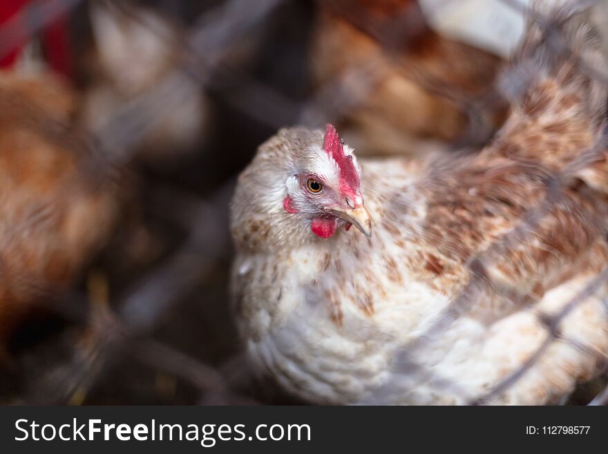 Chickens on the farm. Toned, style, color photo.