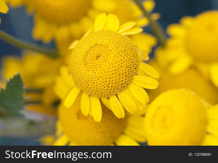 Sunny yellow flowers of dyer`s camomile Anthemis tinctoria