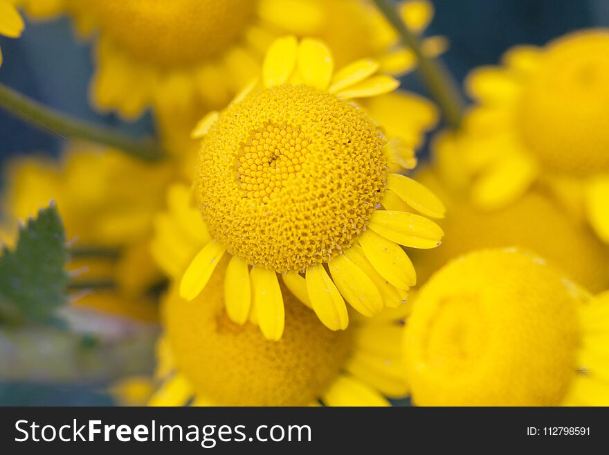 Sunny Yellow Flowers Of Dyer`s Camomile