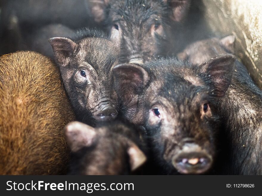 Small Vietnamese Pigs On The Farm.