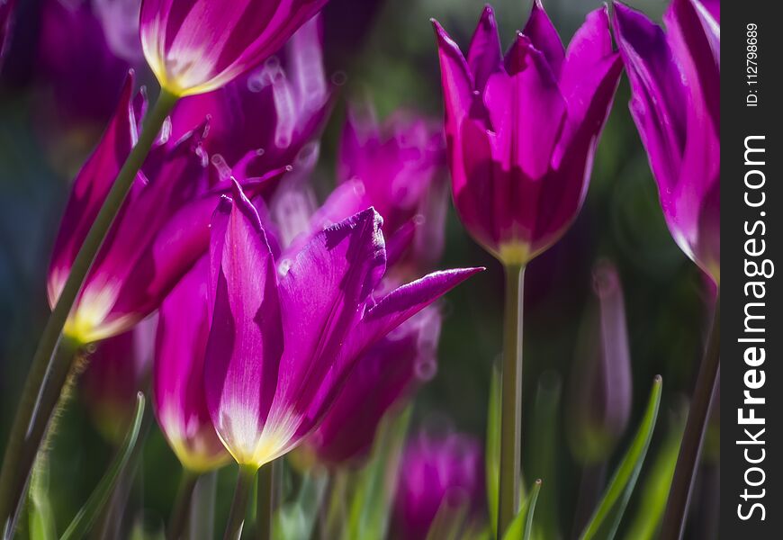 Beautiful and colorful close up shot of Tulip blossom at Descanso Garden