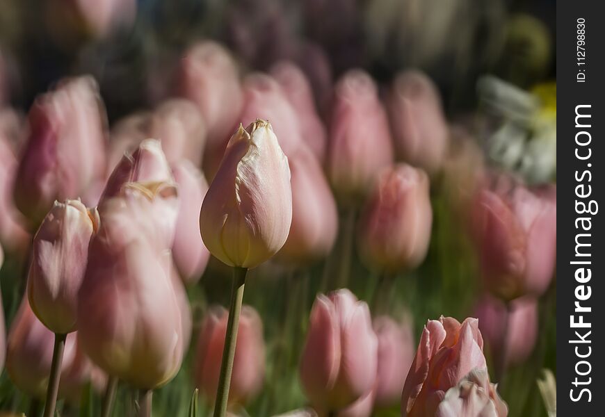 Beautiful And Colorful Close Up Shot Of Tulip Blossom