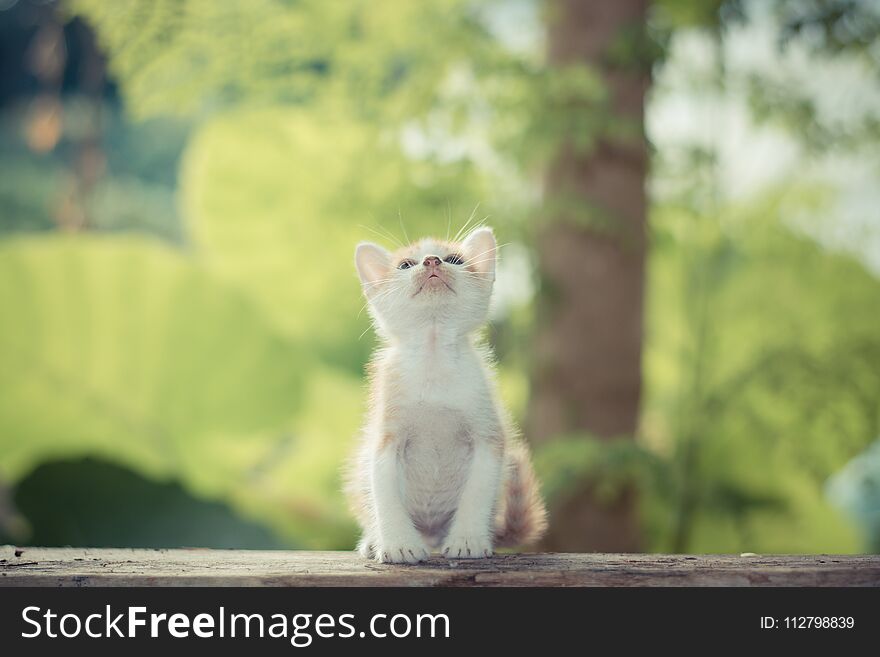 Short Hair Kitten Sitting In A Park Looking Up To The Top.