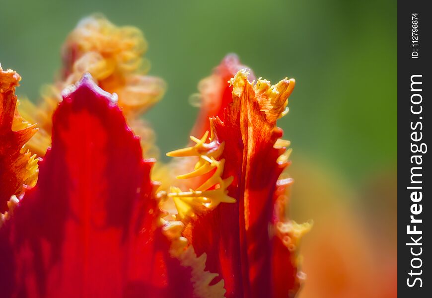 Beautiful and colorful close up shot of Tulip blossom