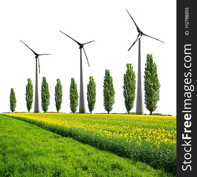 Field of rapeseed with poplar trees and wind turbines. Concept of clean energy.