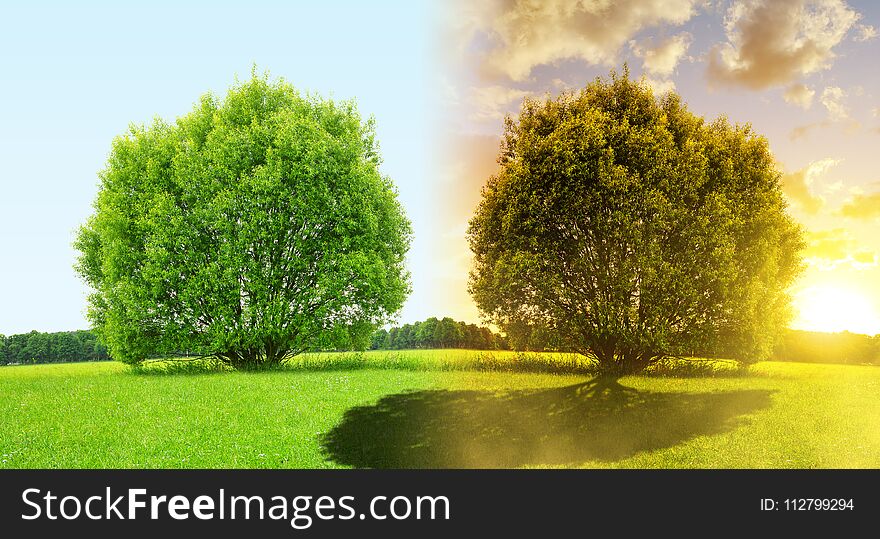 Spring landscape with tree in daylight and sunset. Spring landscape with tree in daylight and sunset.