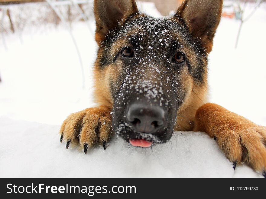 Portrait Of A Cute Dog.