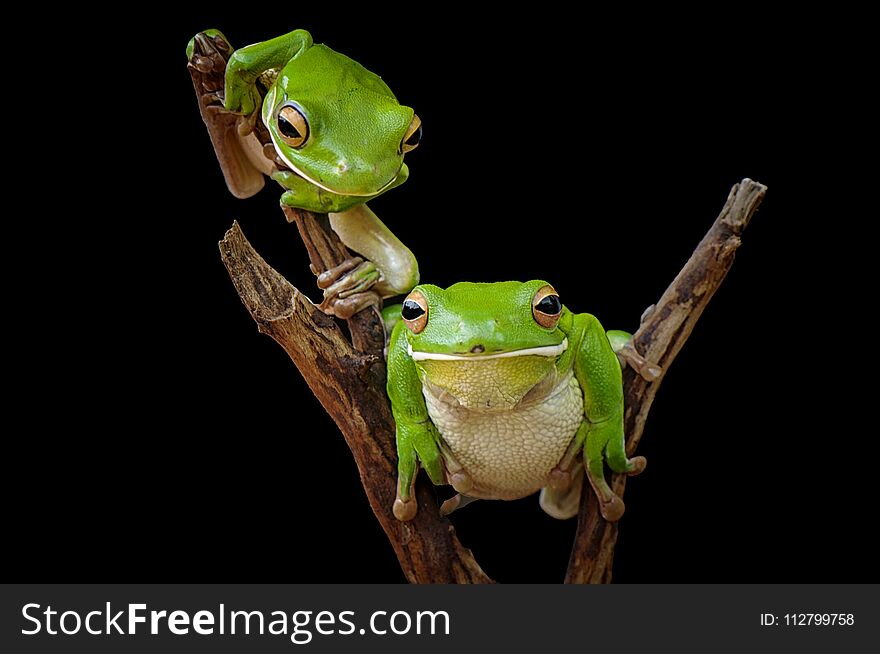 White Lips Tree Frog