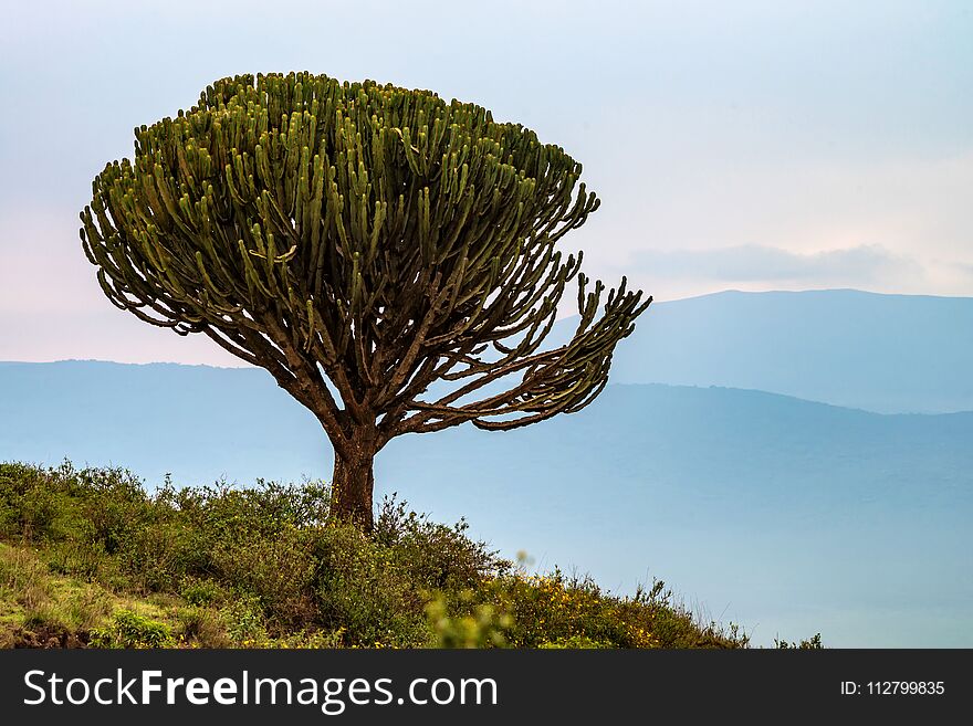 Tanzanian landscape with cactus tree or Euphorbia candelabrum growing on hill