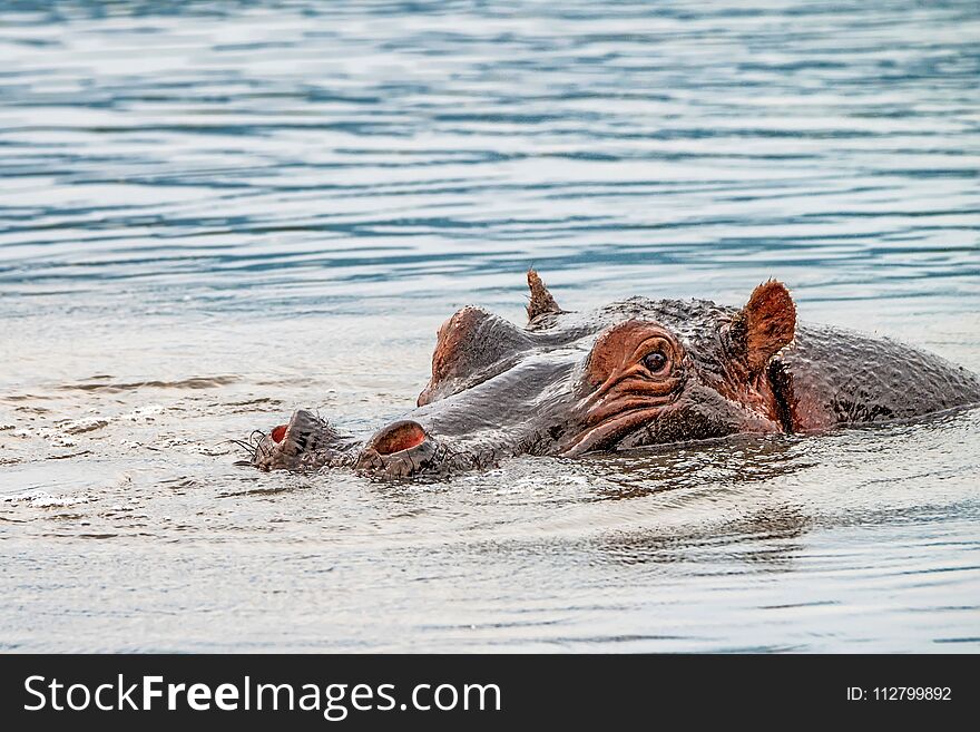 Close-up of hippo or Hippopotamus amphibius is resting in the water during the day. Close-up of hippo or Hippopotamus amphibius is resting in the water during the day