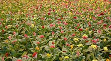 Celosia Royalty Free Stock Photos Celosia Royalty Free Stock Photos