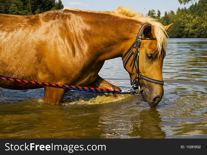 Horse in nature, nicely illuminated washing horse having bath in a lake with forest and sky in background. Horse in nature, nicely illuminated washing horse having bath in a lake with forest and sky in background