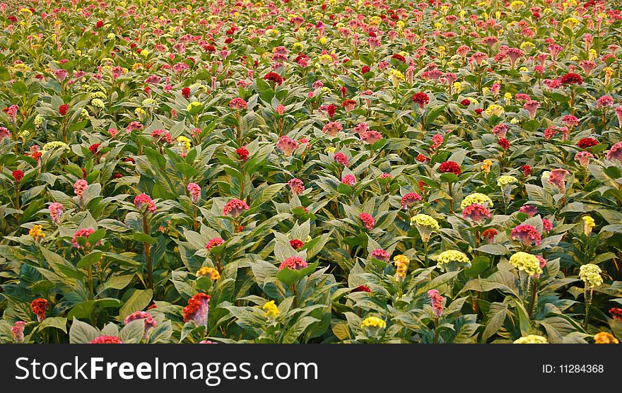 Mixed Celosia flowers in a greenhouse.