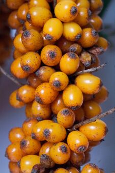 Sea Buckthorn. Fresh Ripe Berries With Leaves On White Background. Royalty Free Stock Images Sea Buckthorn. Fresh Ripe Berries With Leaves On White Background. Royalty Free Stock Images