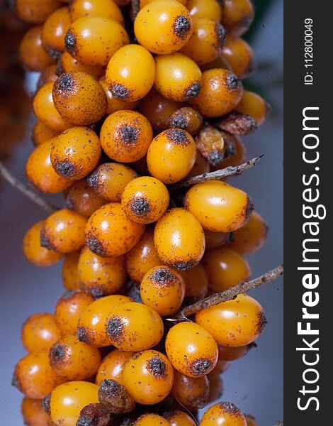 Sea buckthorn. Fresh ripe berries with leaves on white background.