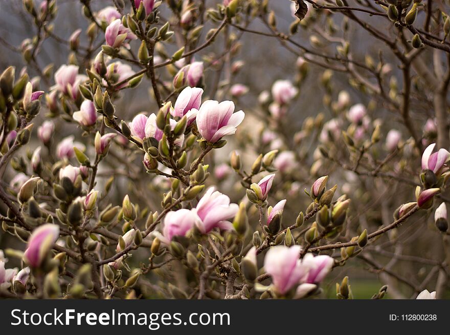 The Pink Flowers In The Trees At Spring