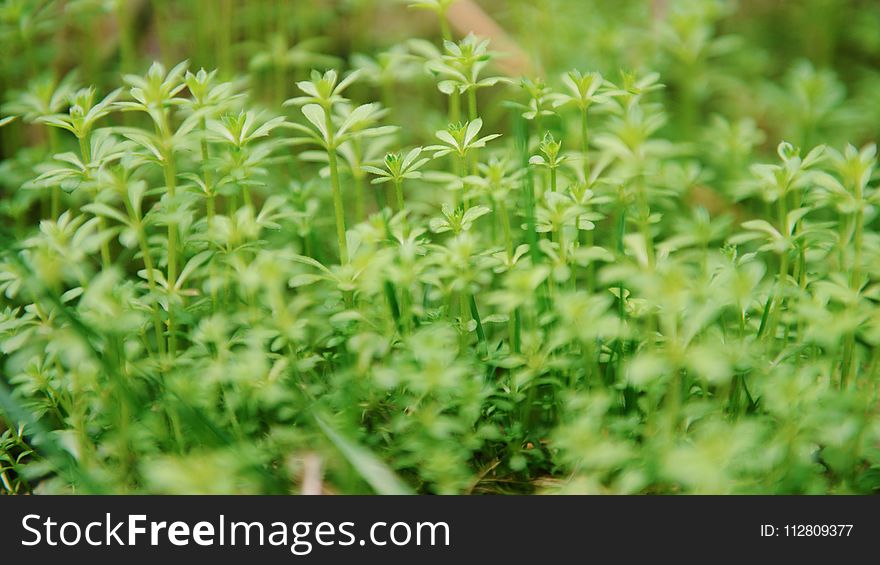 Green Leaf Plants