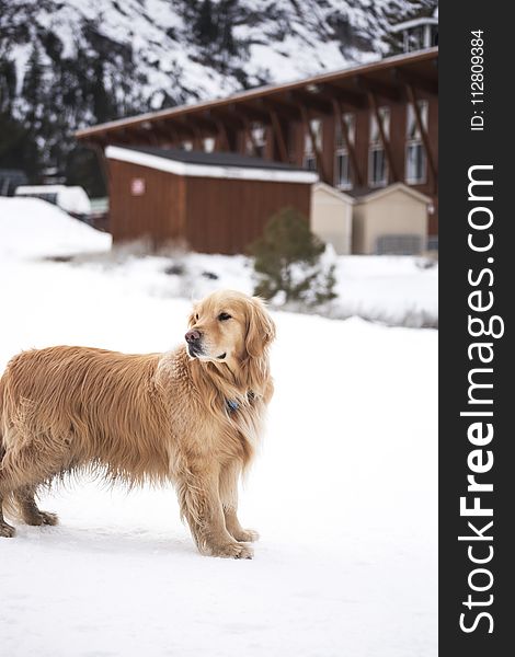 Adult Light Golden Retriever Stands on Snowfield Near Brown Wooden House at Daytime