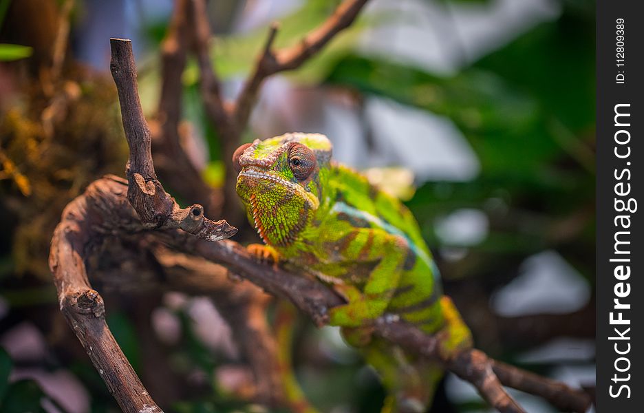Selective Focus Photography of Green and Brown Chameleon Perched on Brown Tree Branch at Daytime