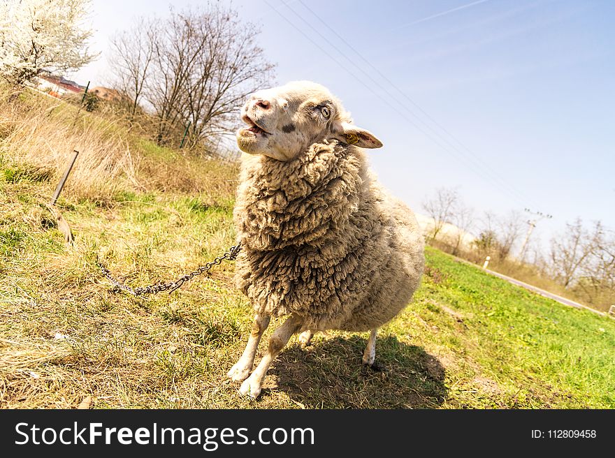 Gray Sheep On Green Grass Under Gray Sky At Daytime