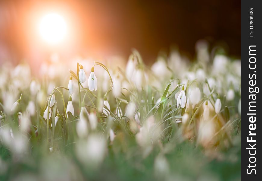 Close Up Photo of a Bed of White Flowers