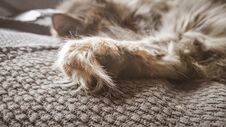 A Beautiful Tricolor Cat Sleeping On An Office Chair. Kitten Asleep On A Blanket. Royalty Free Stock Photography