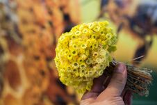 Amazing Colorful Dry Flowers In Hand Royalty Free Stock Photo