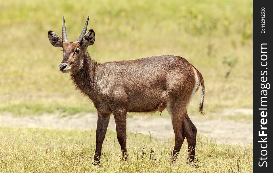 A Young Waterbuck In Arusha National Park