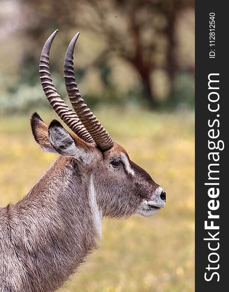 A portrait of a Waterbuck stag