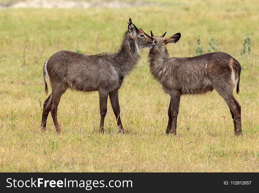 Two Young Waterbucks Grooming Each Other