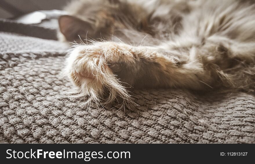 A beautiful tricolor cat sleeping on an office chair. Kitten asleep on a blanket.